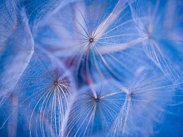 dandelion