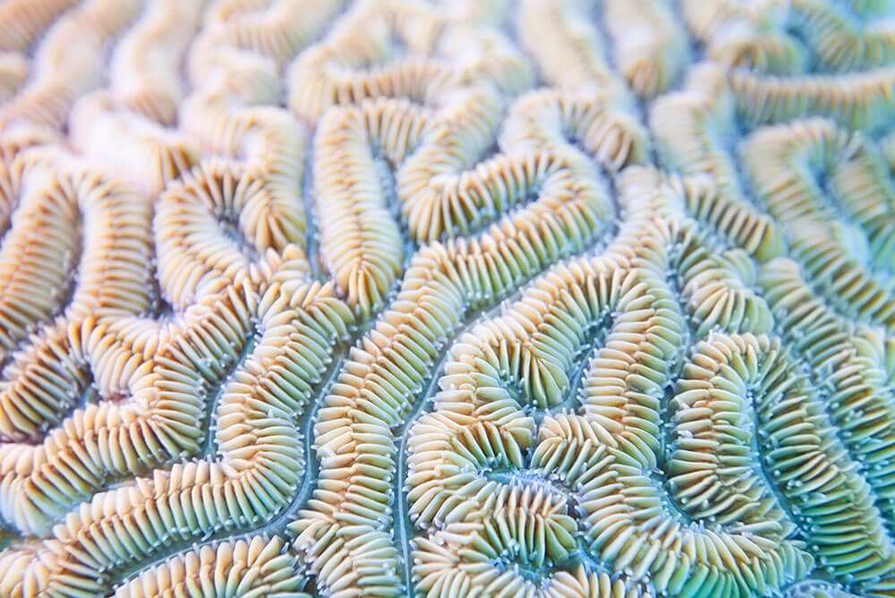 macro image of coral 