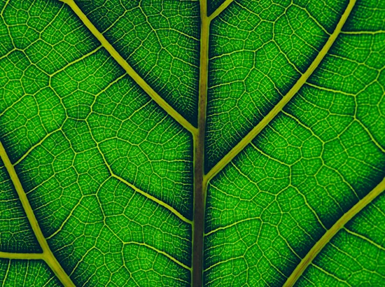 leaf