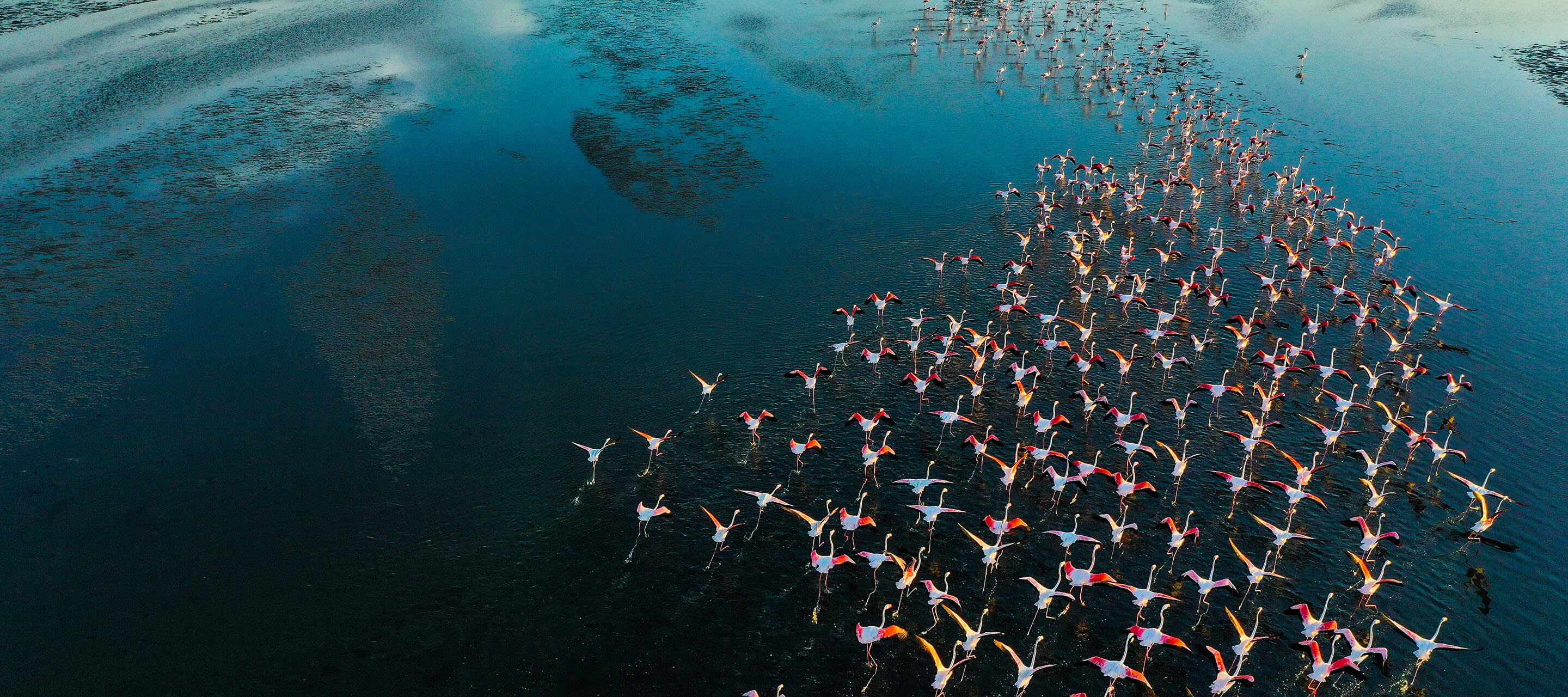 flock of flamingos flying over water