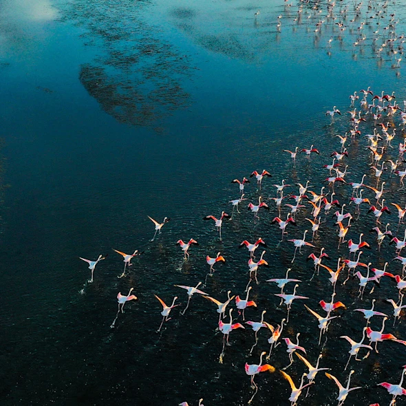 flock of flamingos flying over water