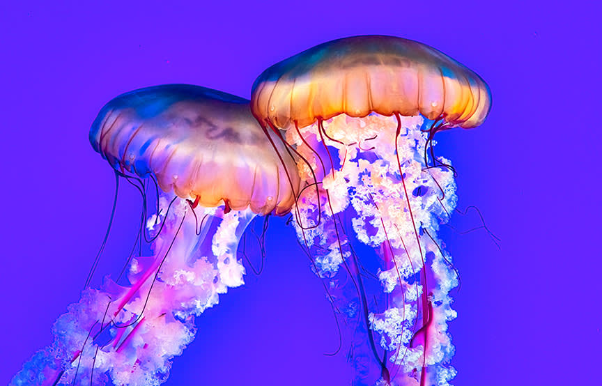 two jellyfish floating in water