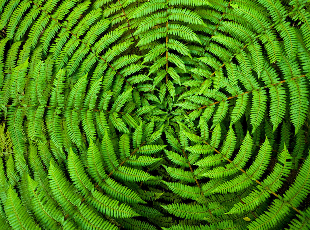 fern plant