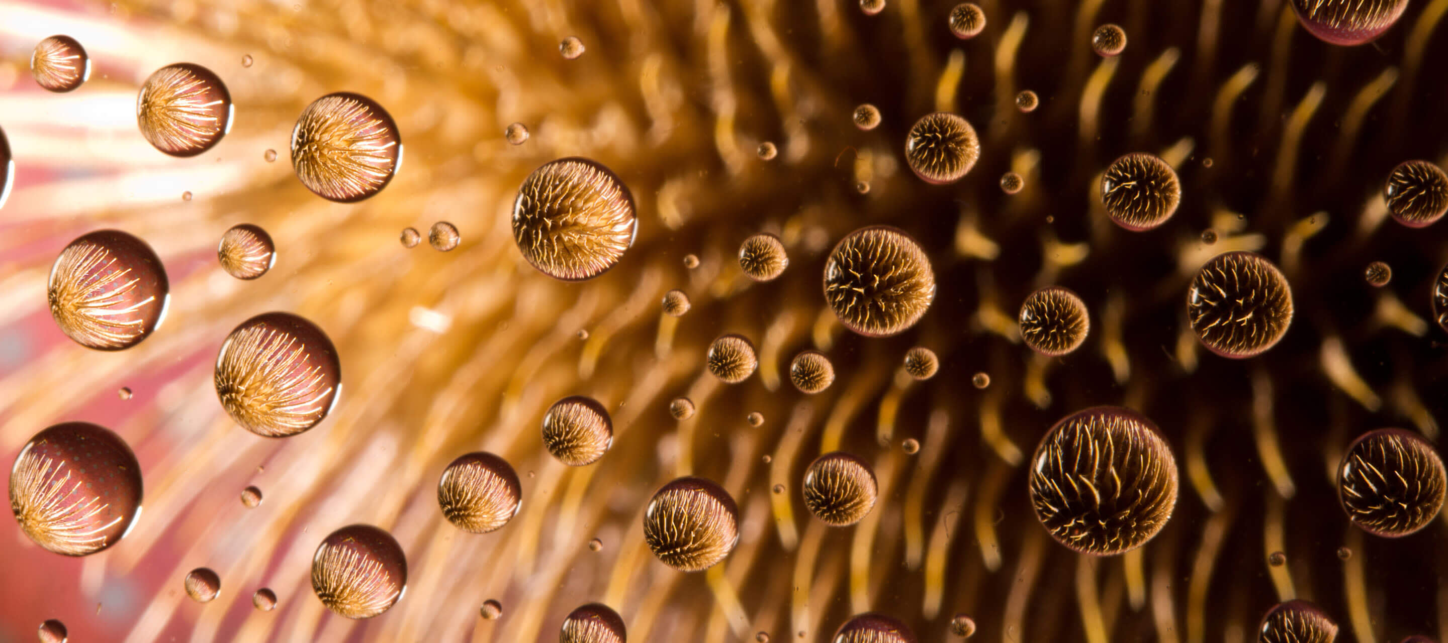 flower petals in raindrops 