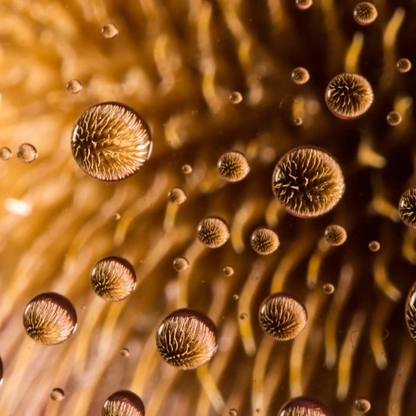 flower petals in raindrops