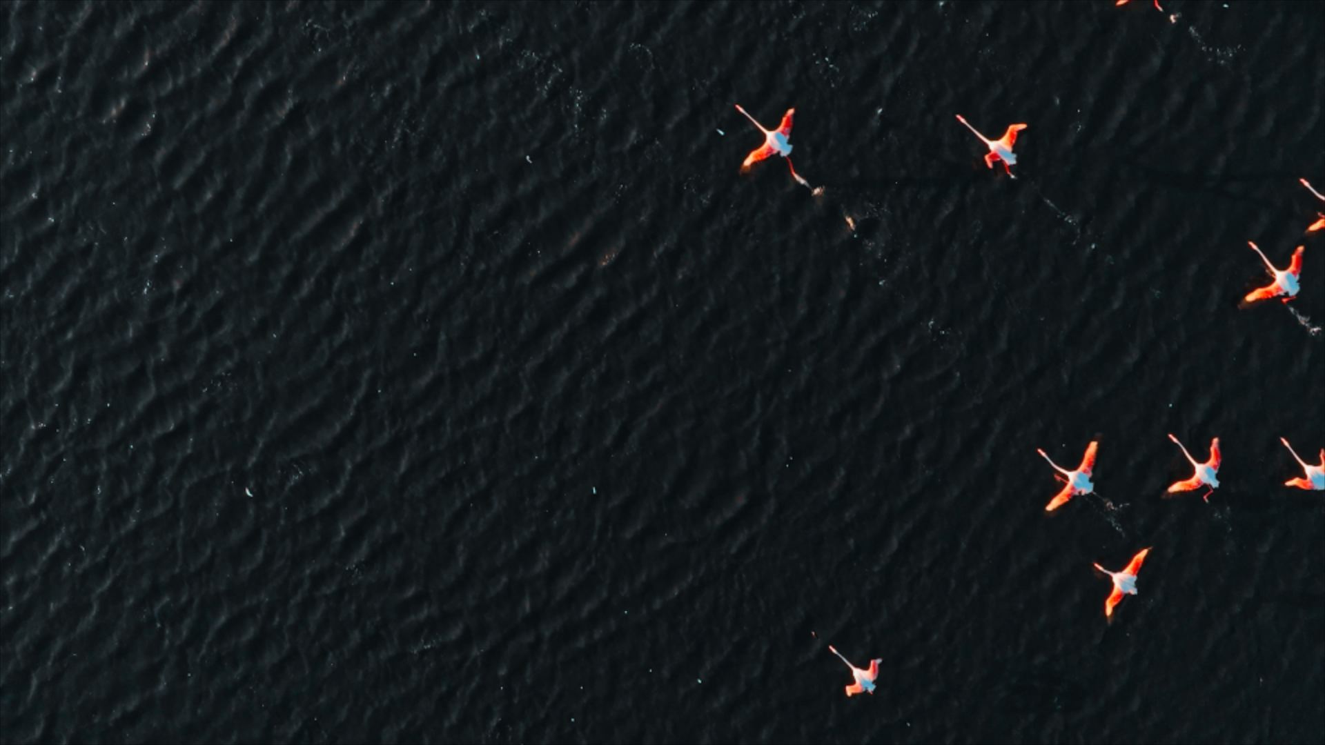 flamingos flying