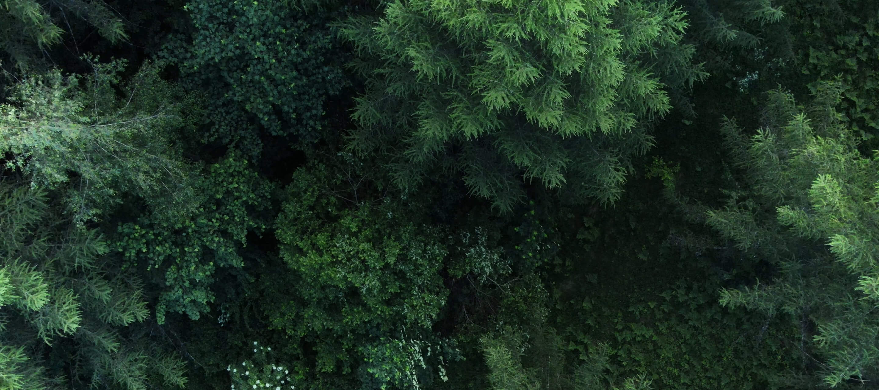 aerial view of trees