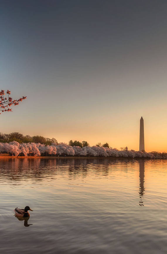 华盛顿纪念碑和樱花