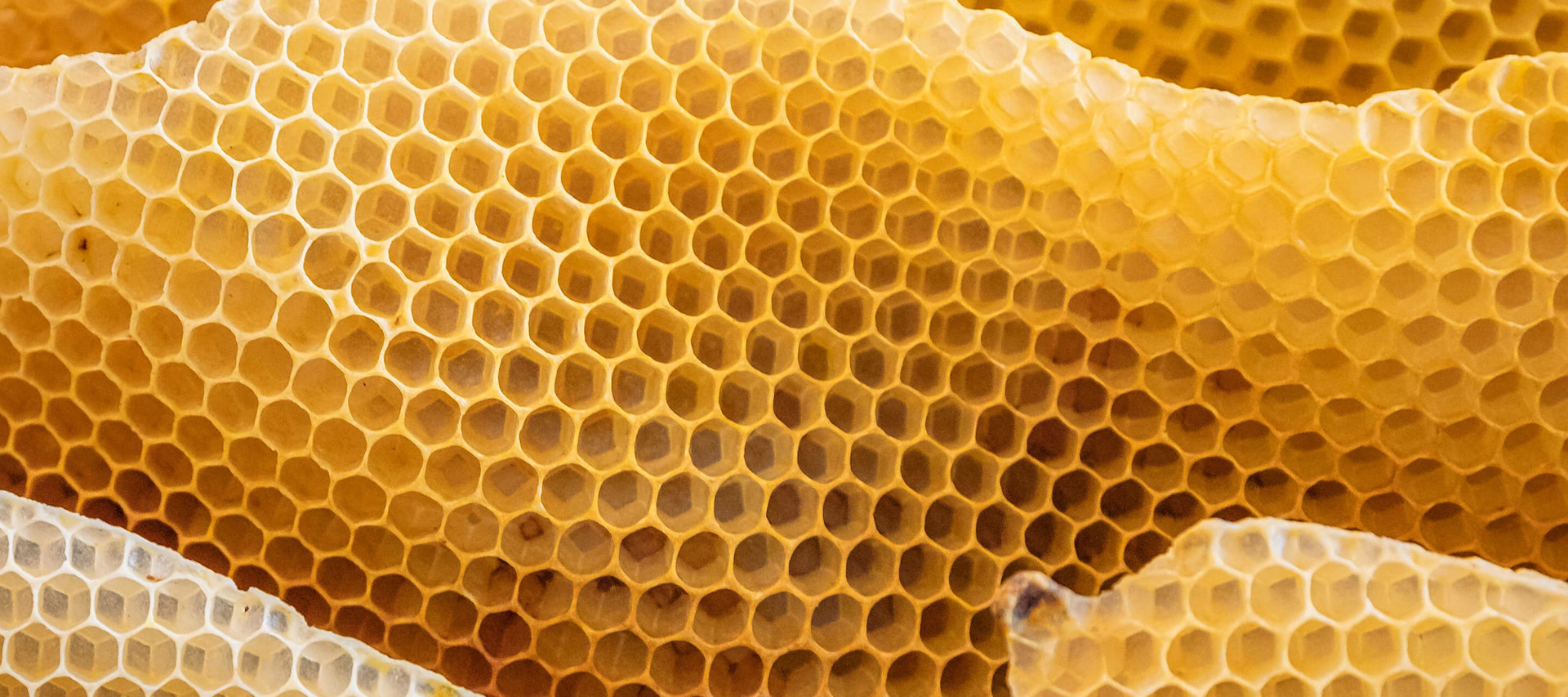 macro image of beehive