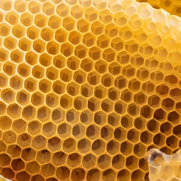 macro image of beehive
