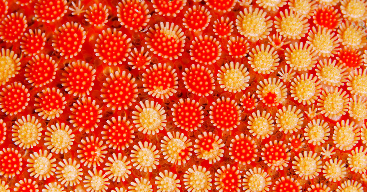 coral