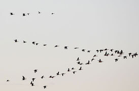 flock of birds flying in the sky