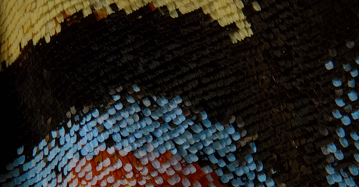 macro image of butterfly