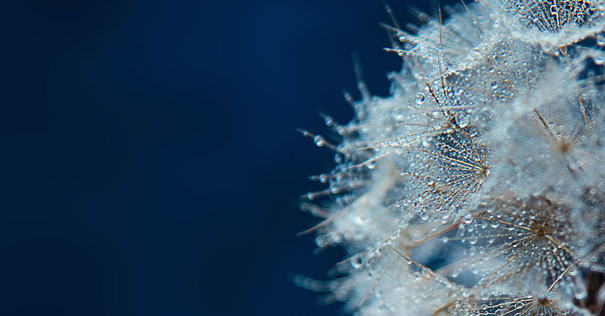 Macro Dandelion with Morning Dew