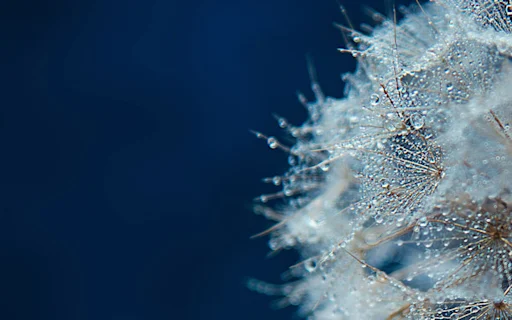 Macro Dandelion with Morning Dew