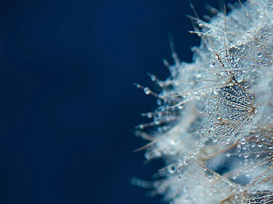 Macro Dandelion with Morning Dew