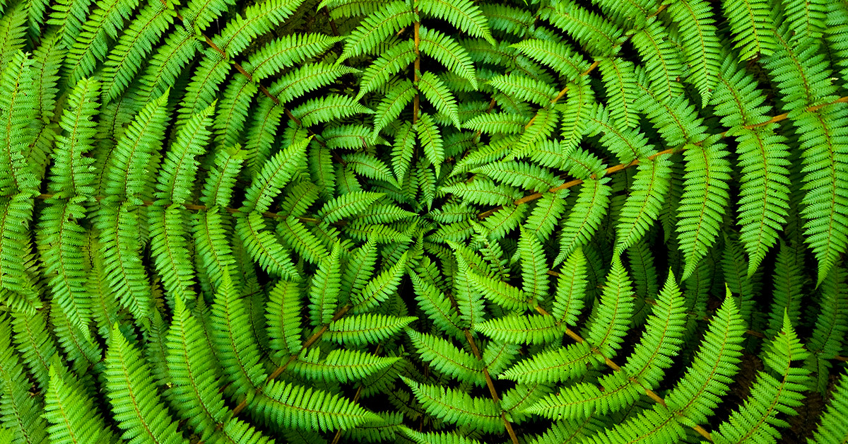 ferns