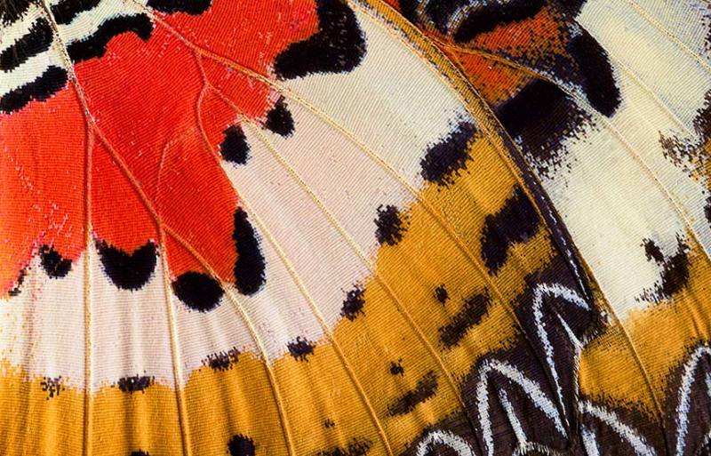 macro image of butterfly wings