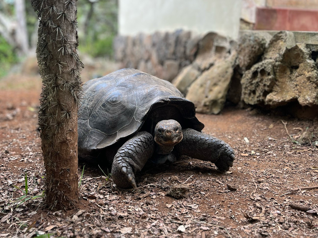 tortuga portrait