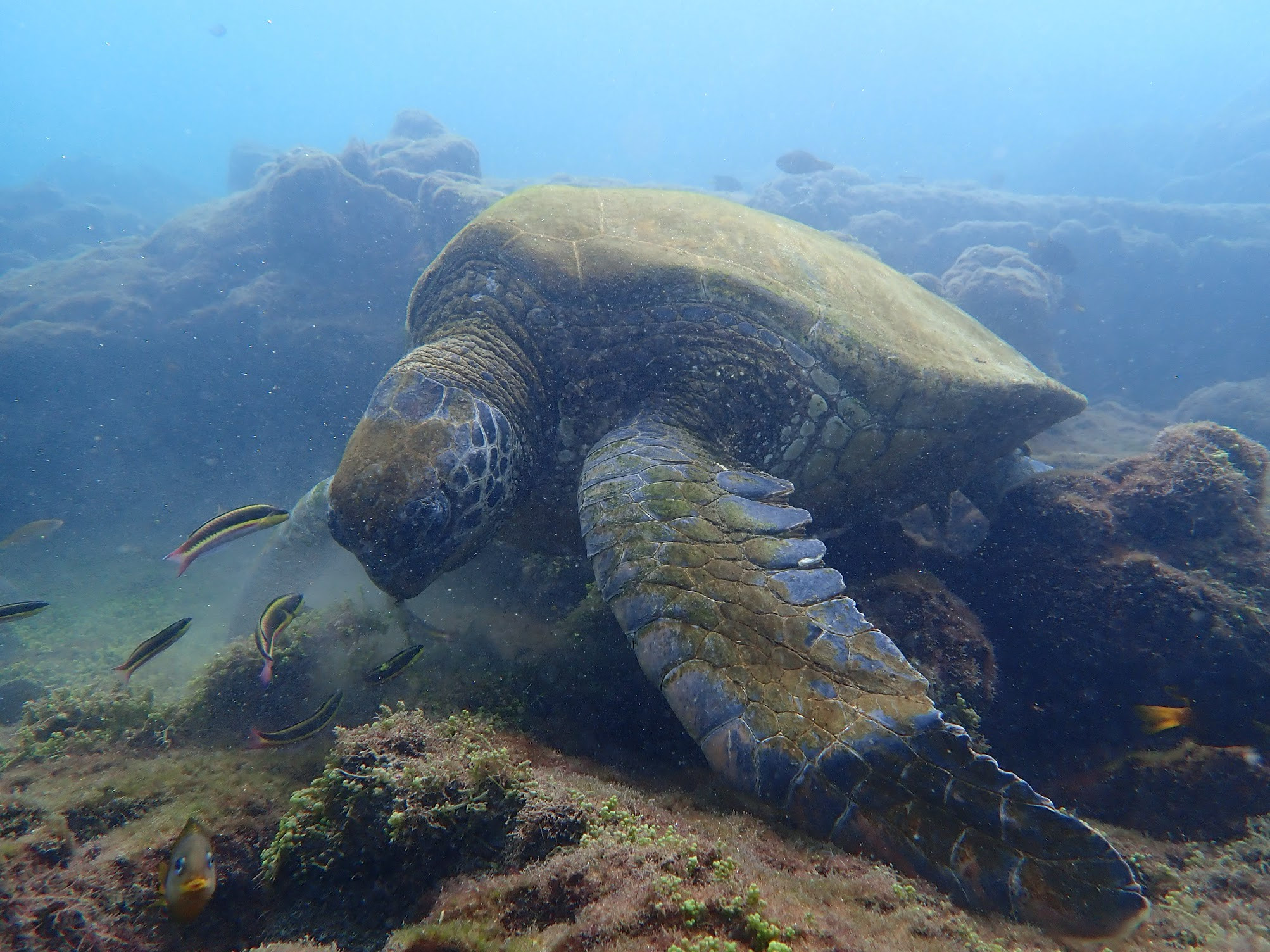isabela cabo rosa sea turtle