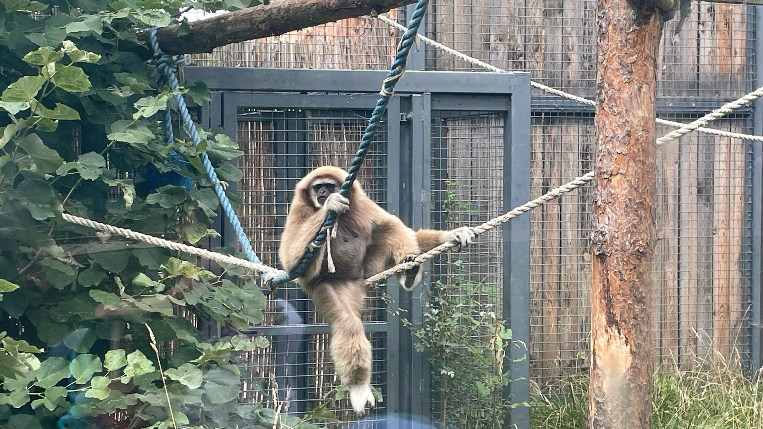 sofia monkey