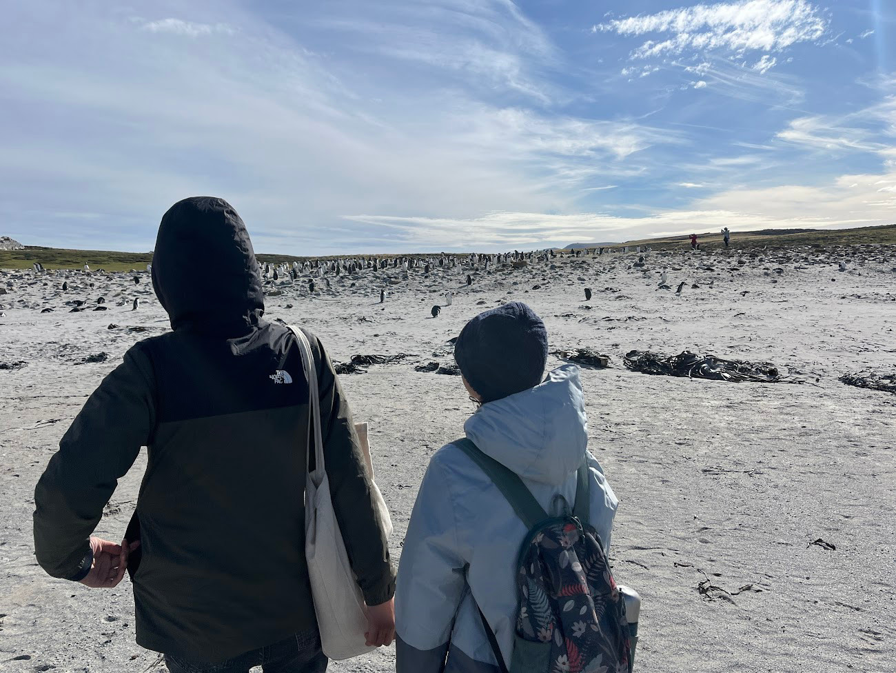 stanley penguin colony