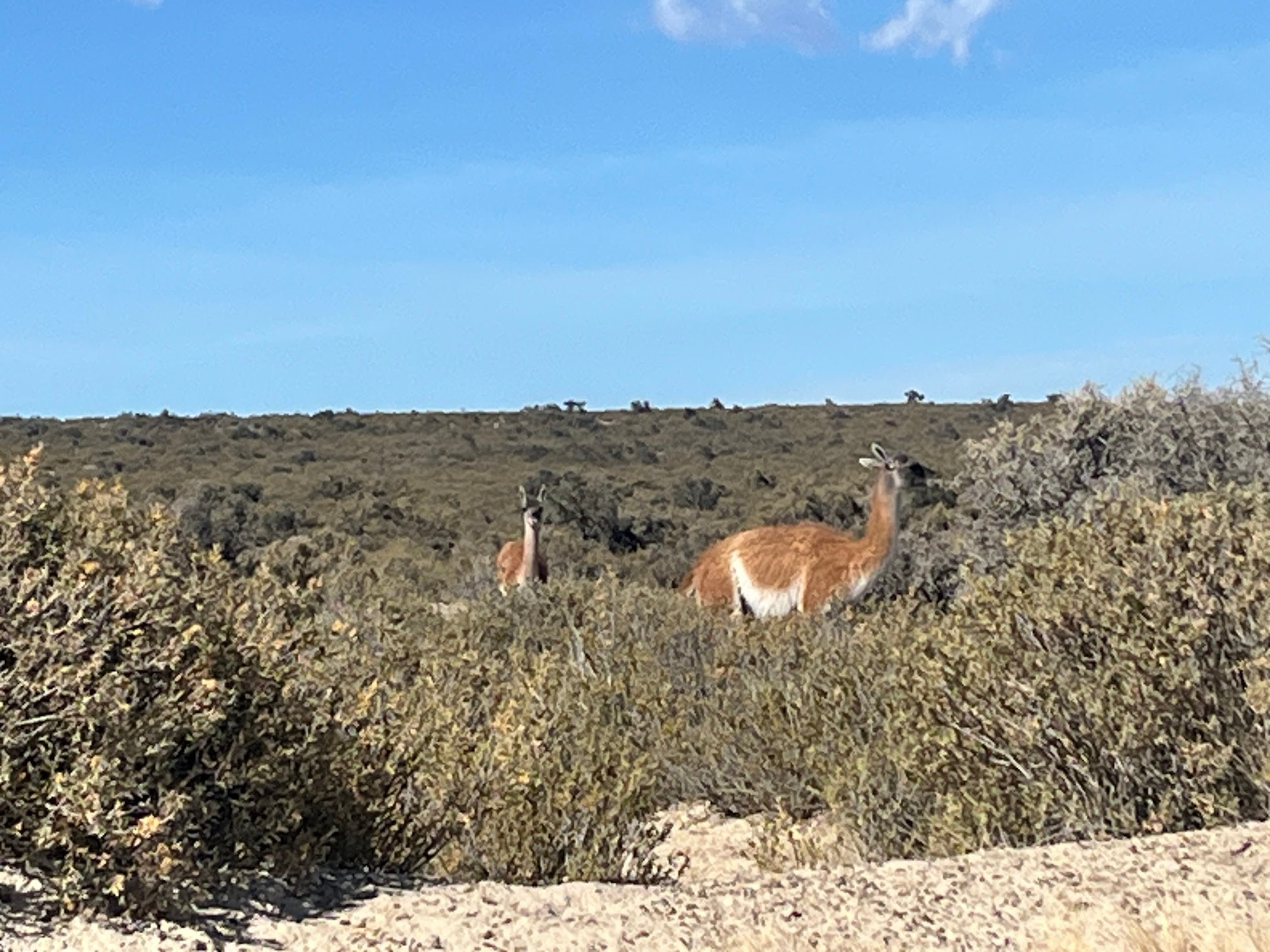 puerto madryn guanaco