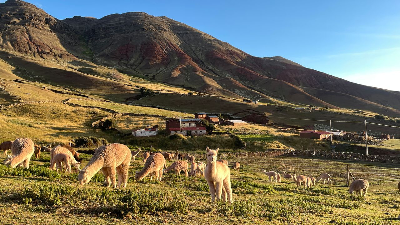 rainbow mountain alpacas