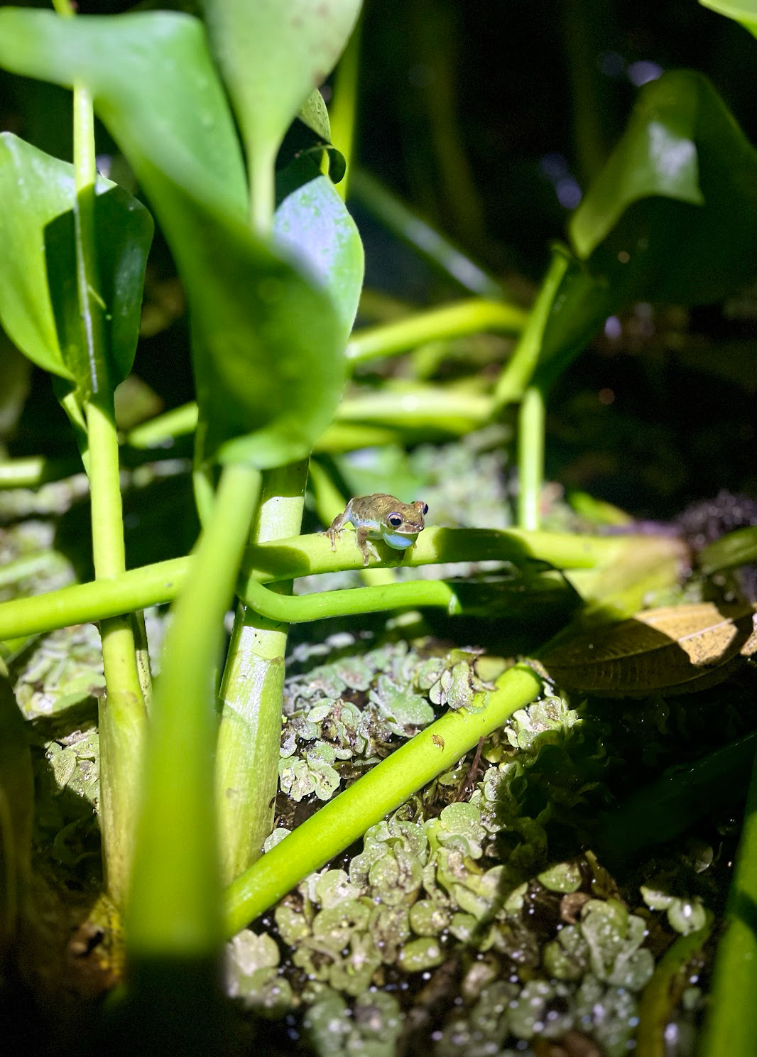 mindo frog2