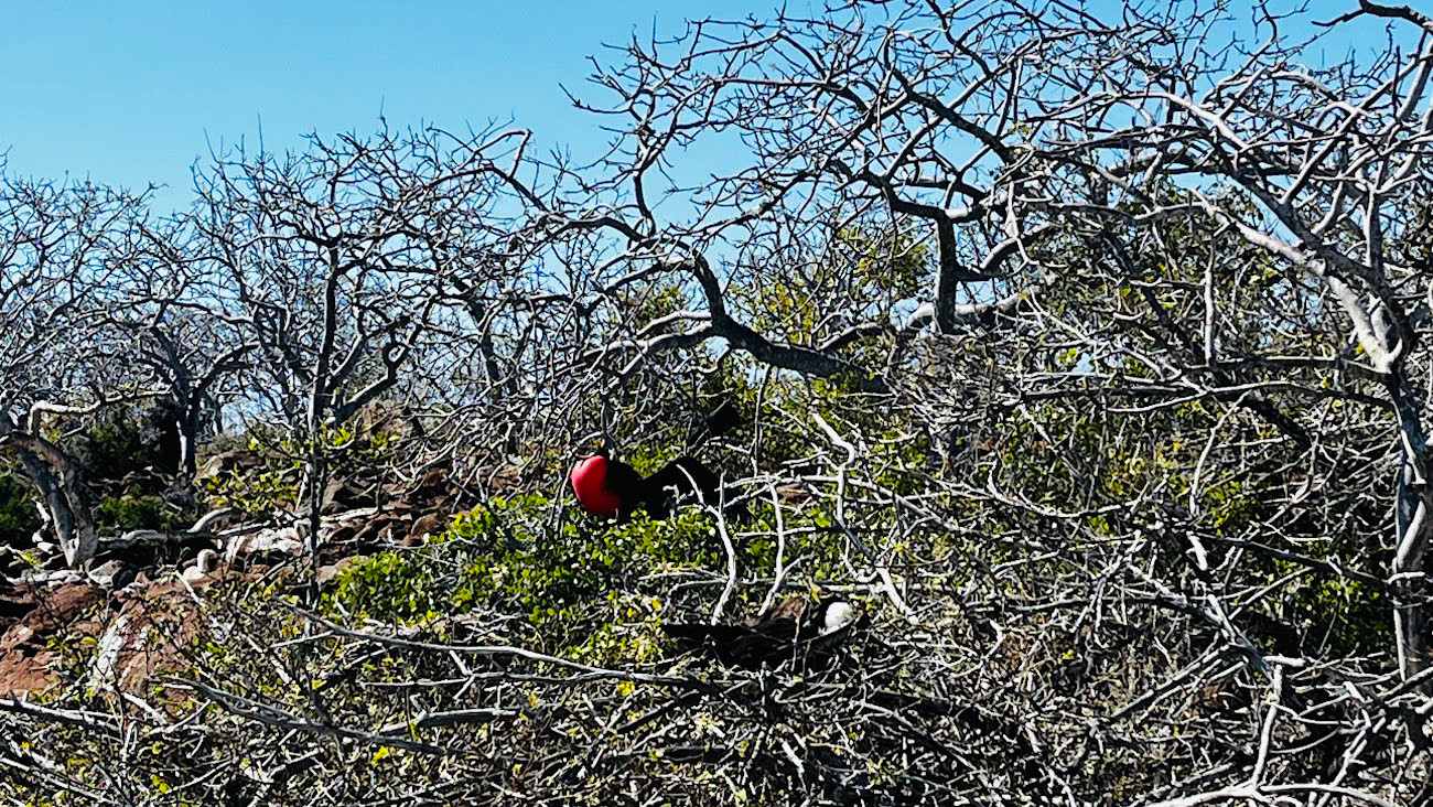 north seymour balloon bird