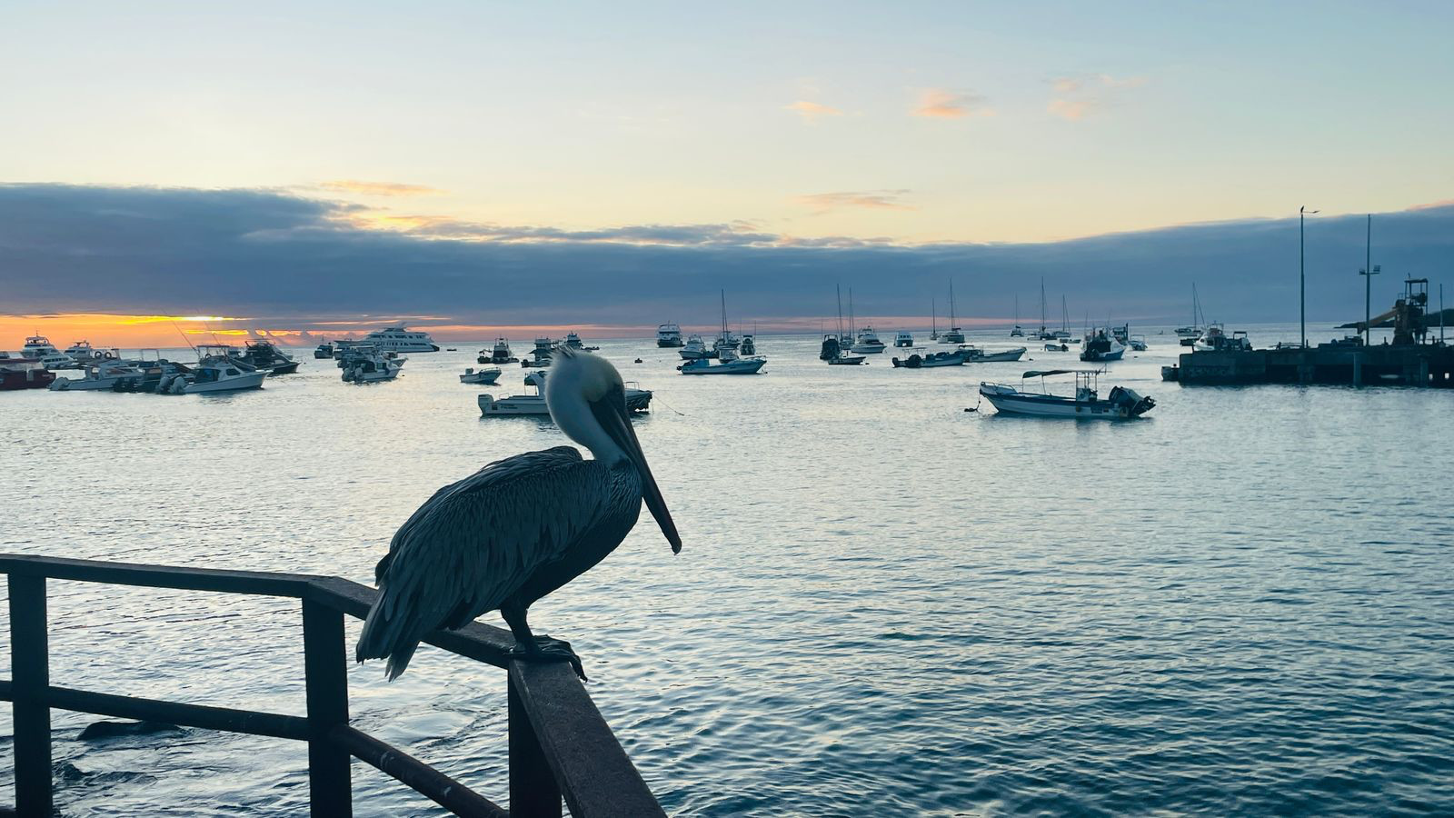 san cristobal sunset and pelican