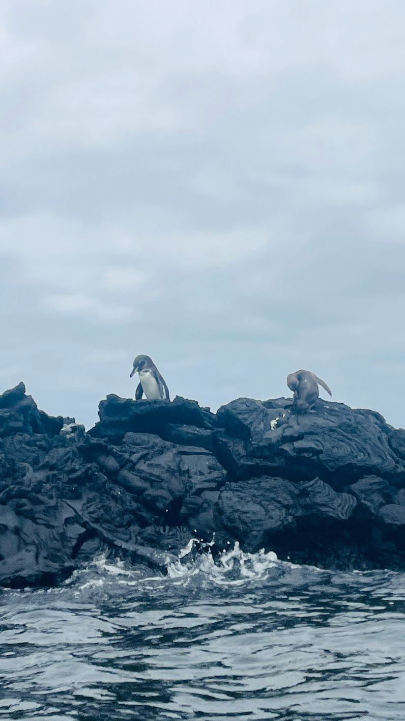 bartolome island penguins