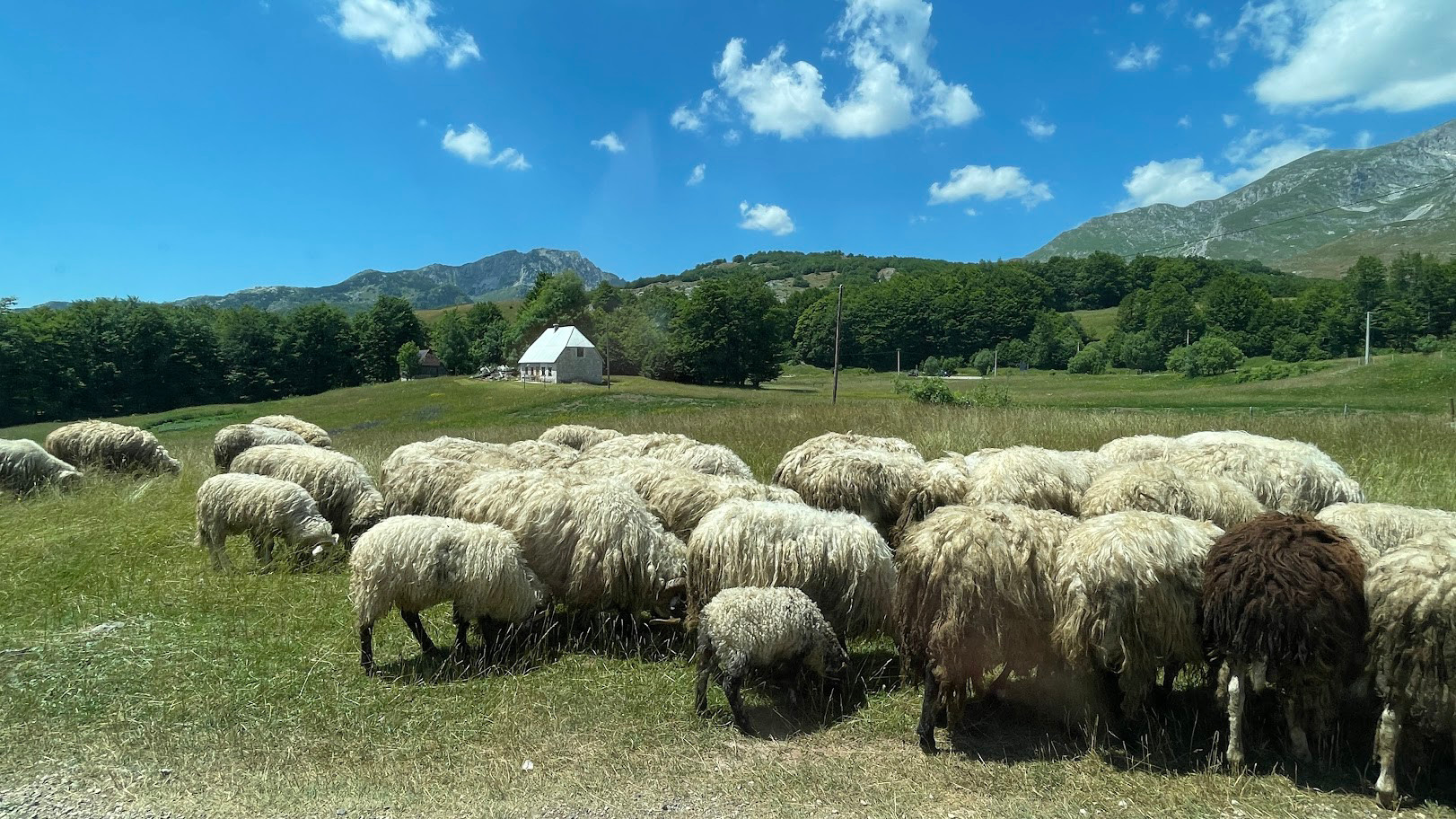 montenegro sheep