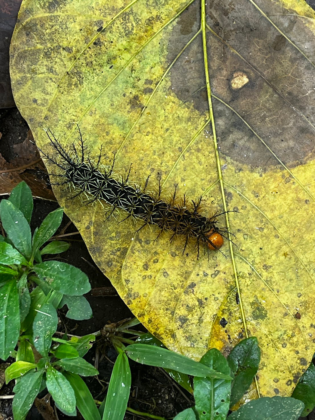mindo catepillar