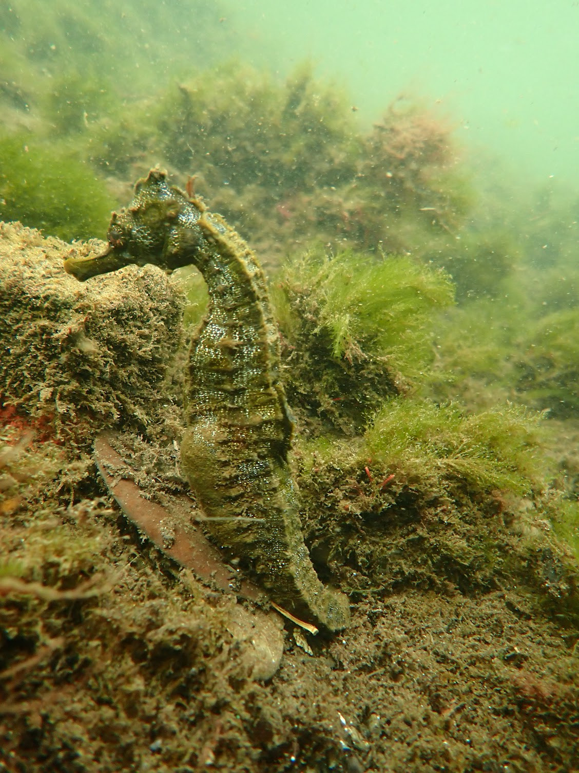 cabo ros seahorse