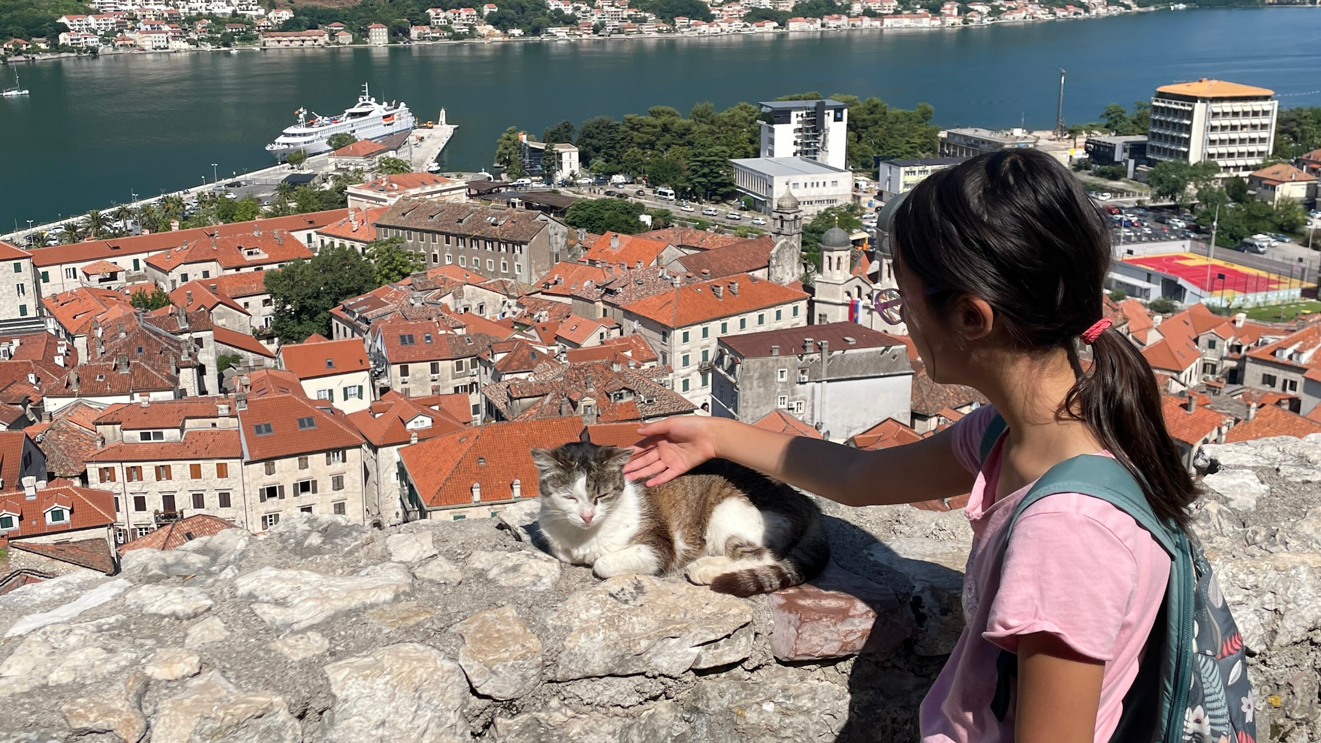 kotor cat on wall