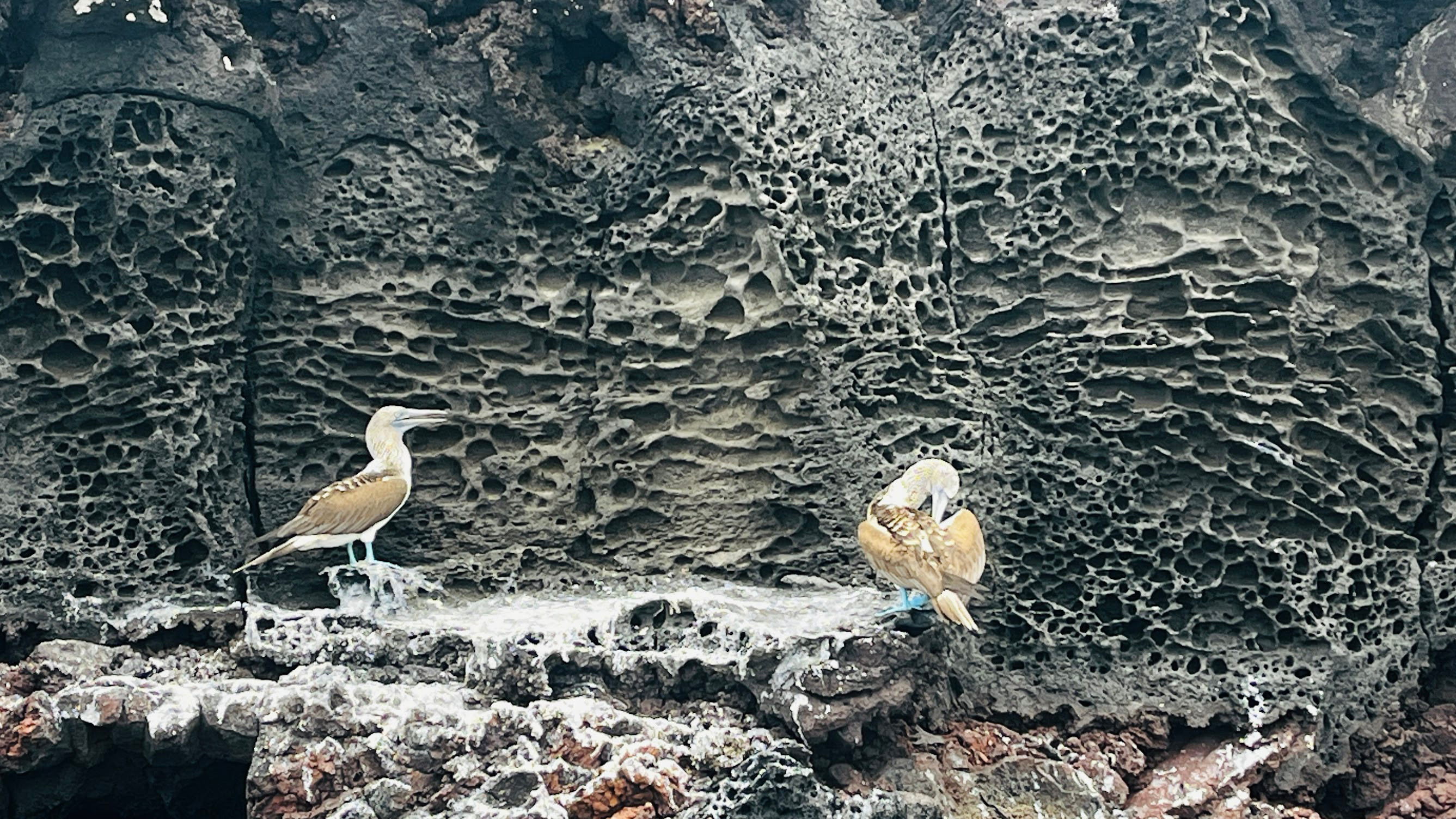 bartolome blue foot booby