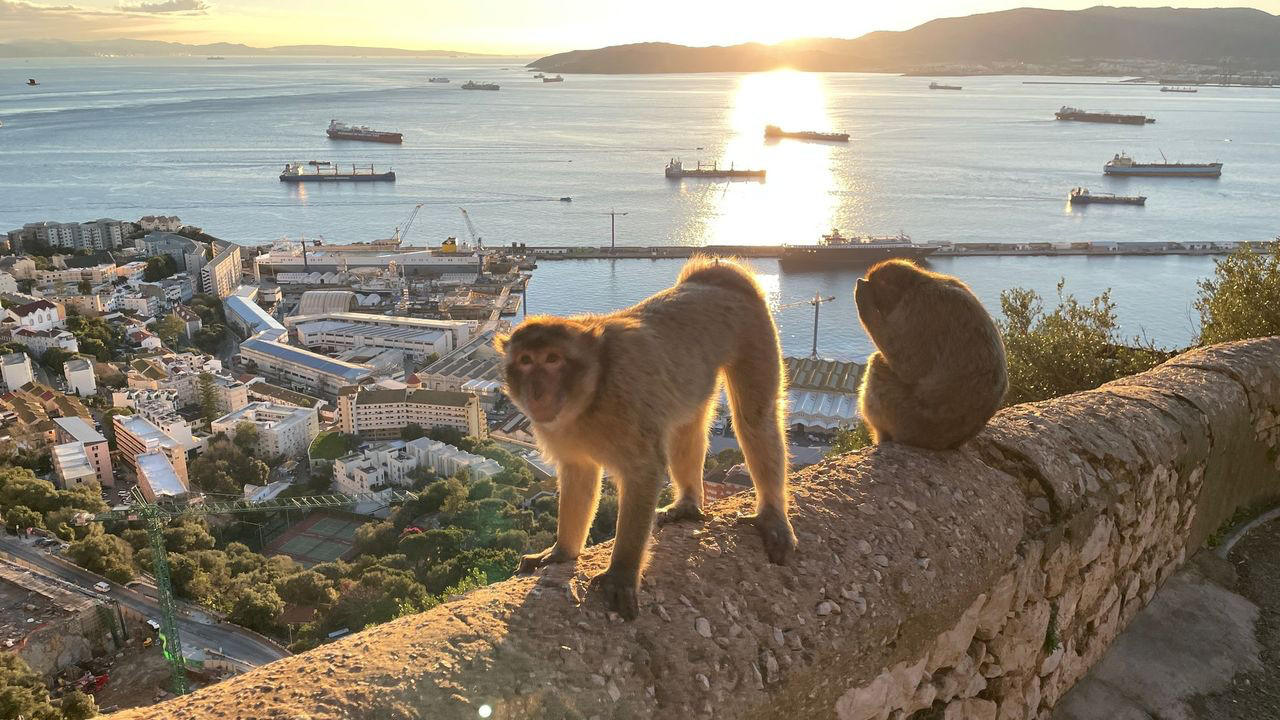 gibraltar monkey