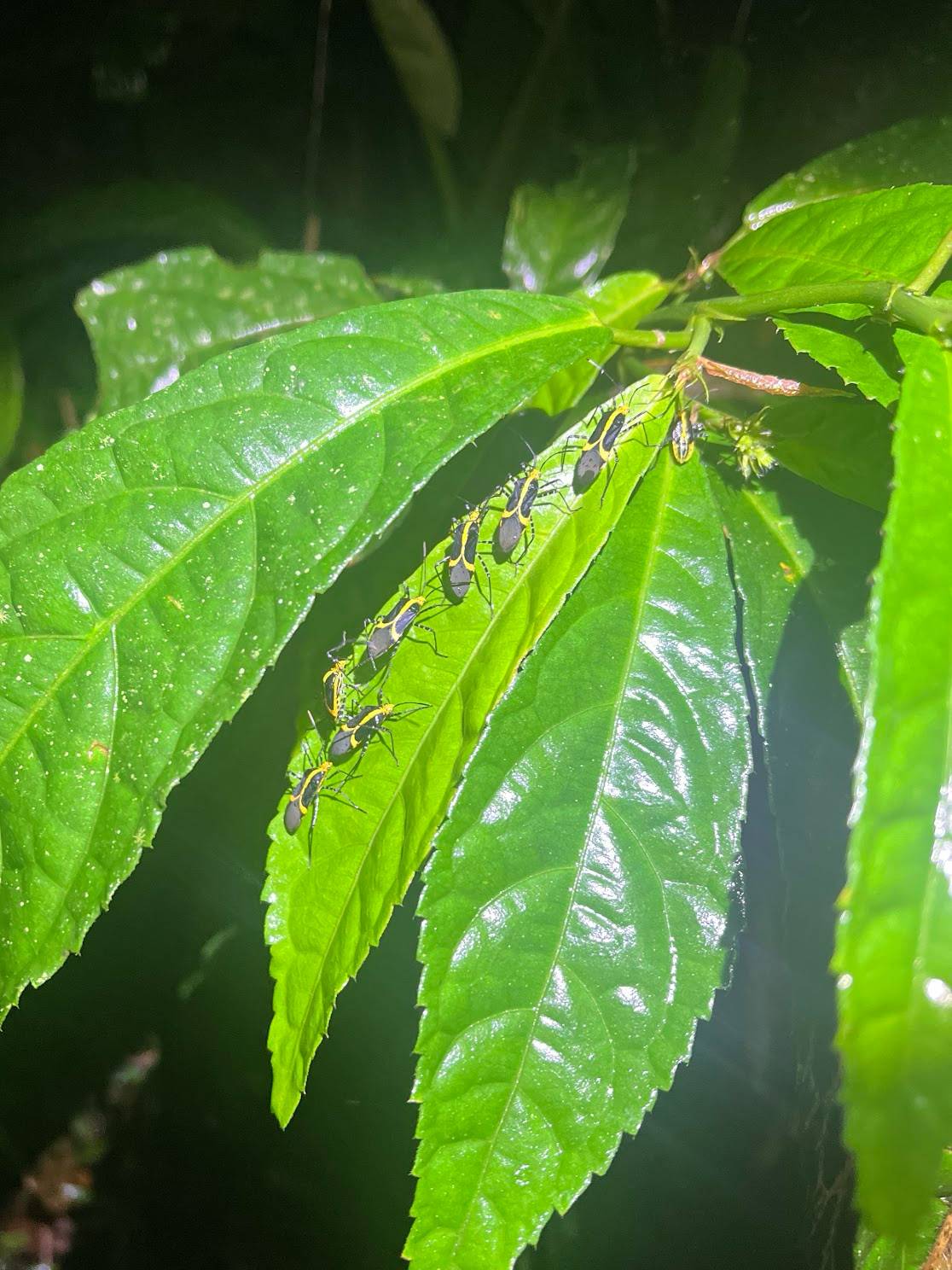 mindo pond bugs in line