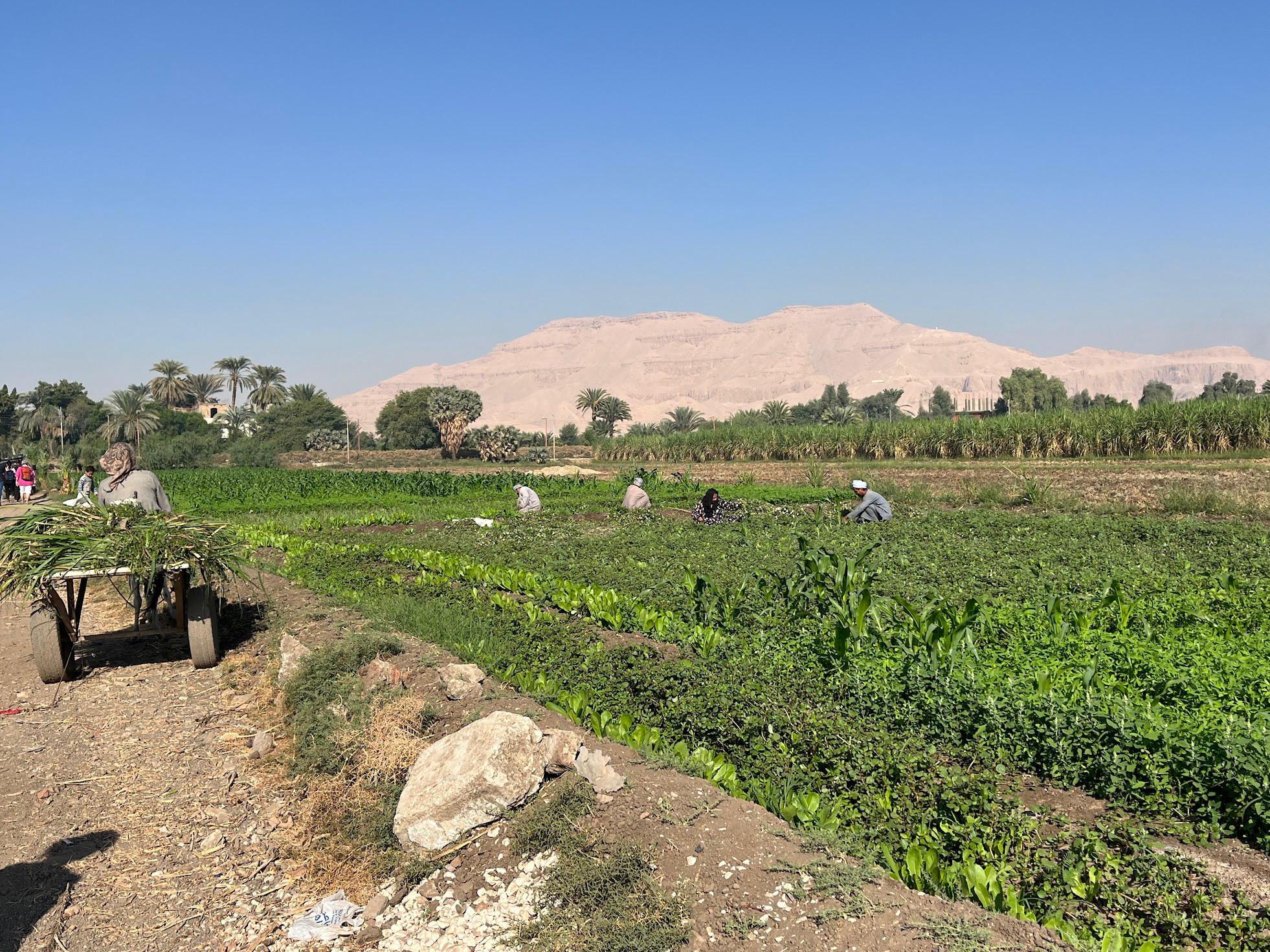luxor harvest field