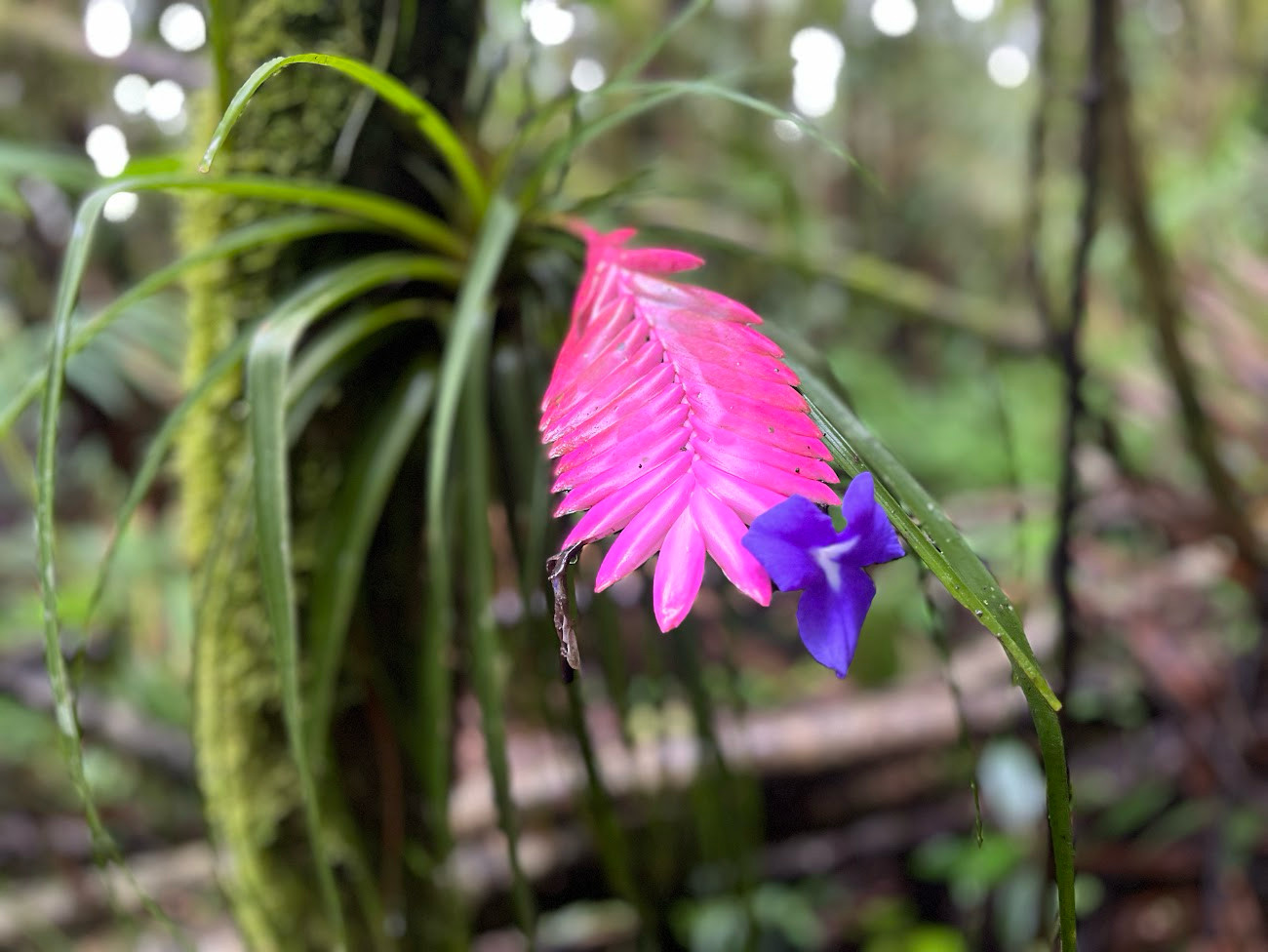 mindo farm forest flower