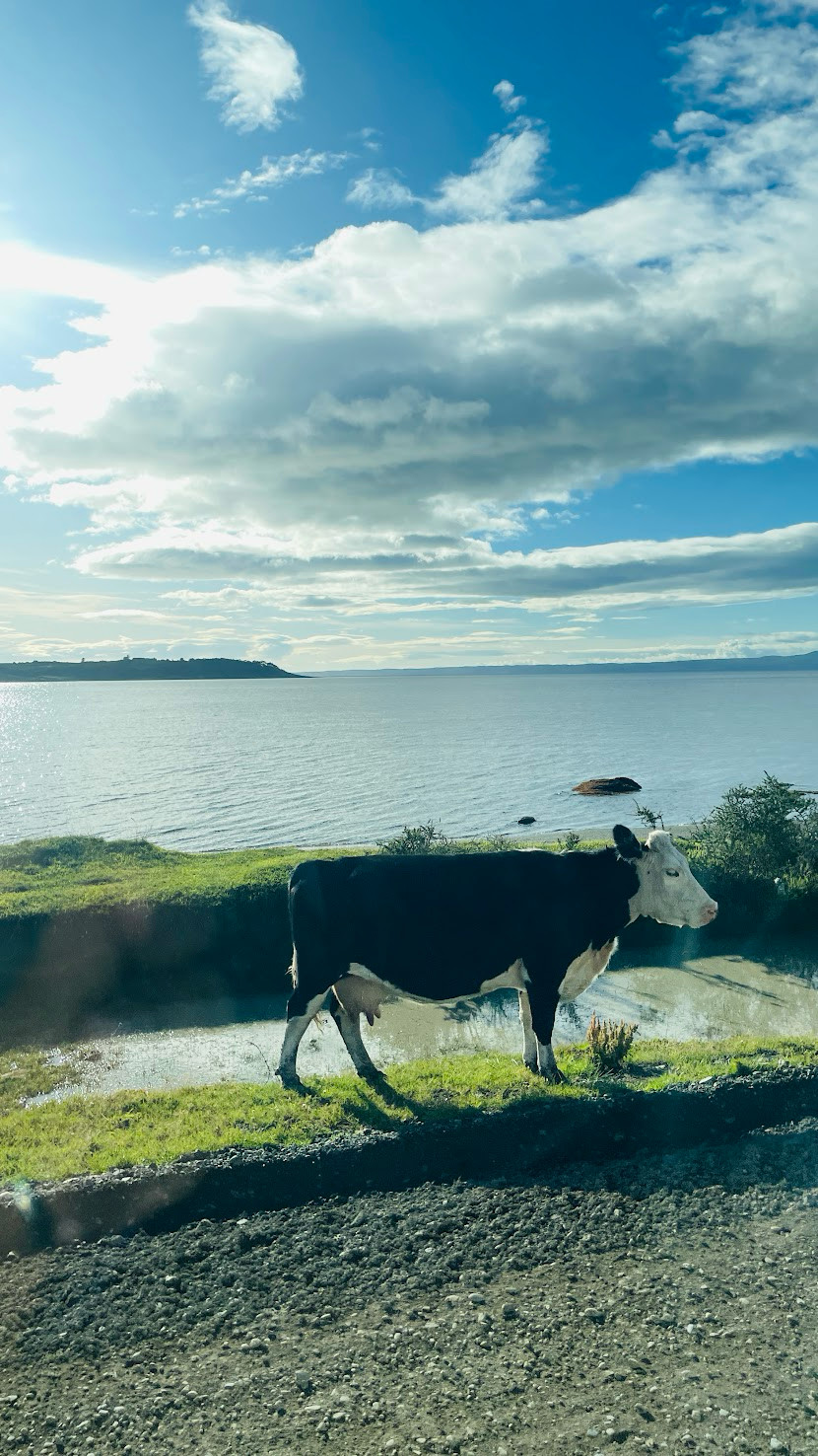 punta arenas cow
