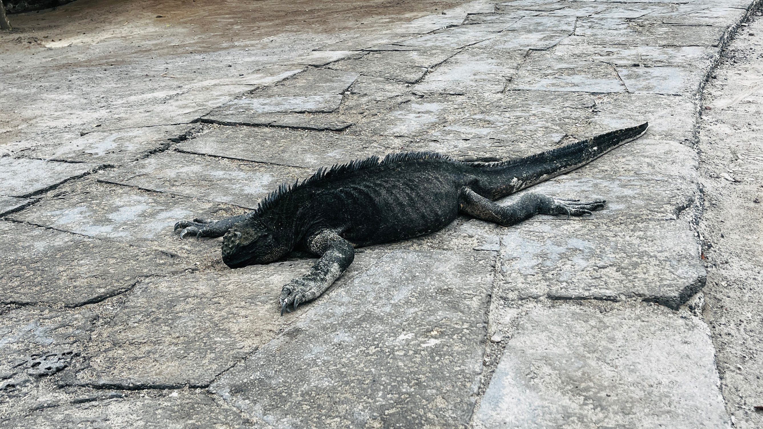 isabela iguana spit water