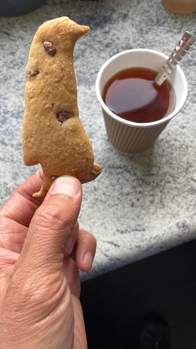 stanley penguin cookie and tea