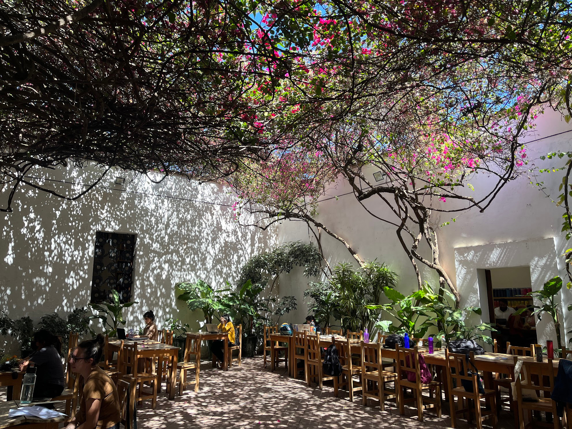 oaxaca art gallery court