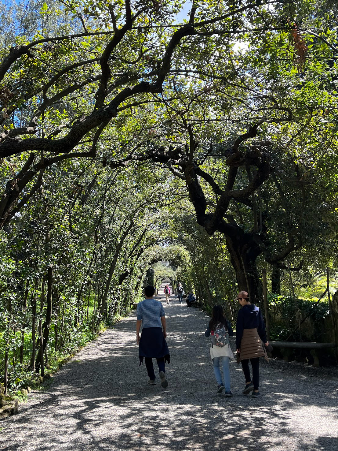 garden tree tunnel