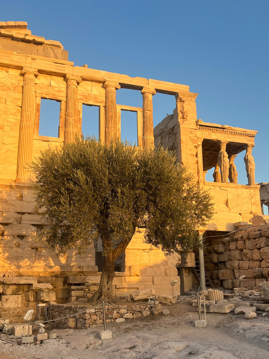 athens Erechtheion olive
