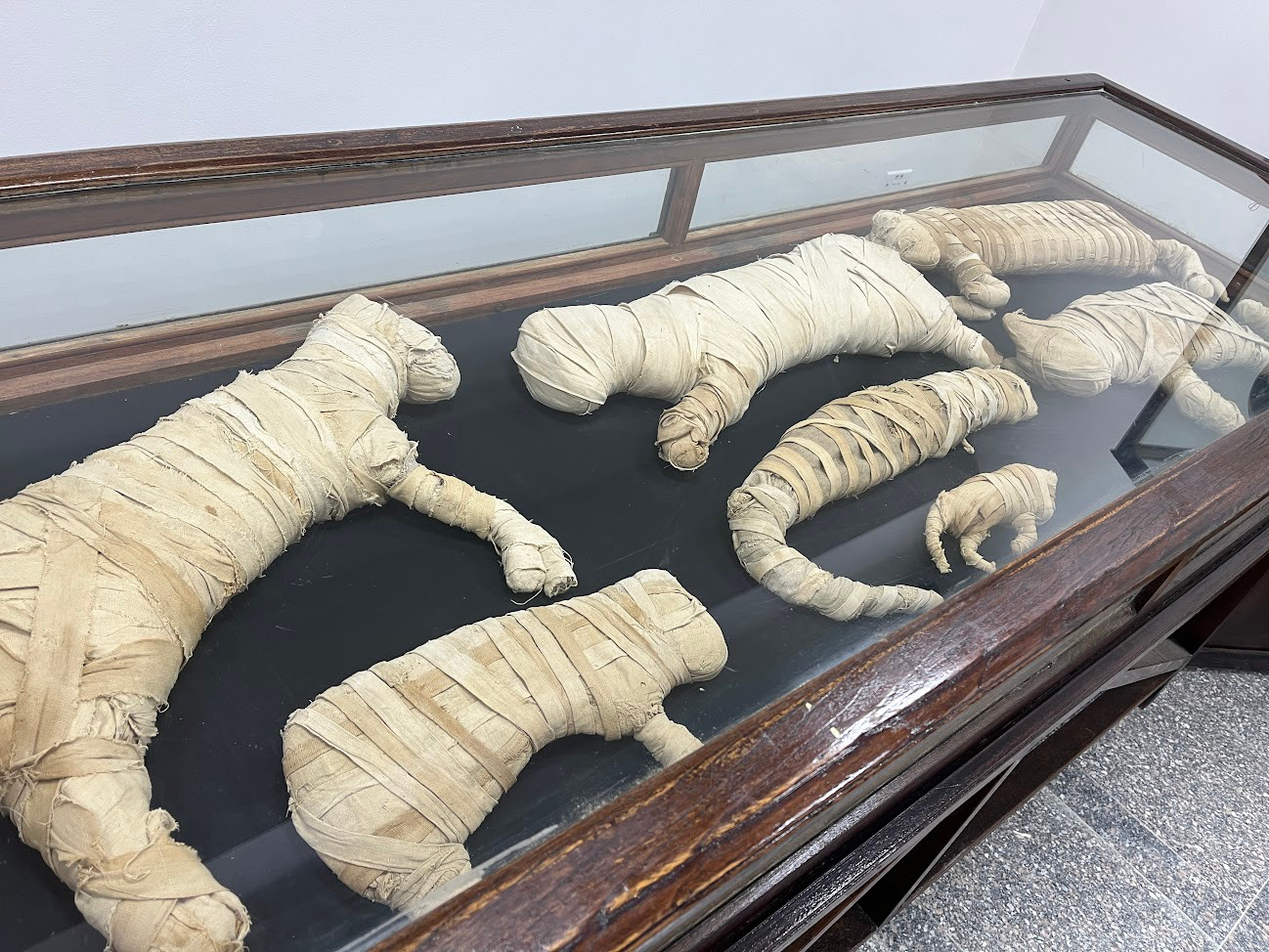 imhotep museum animal mummies