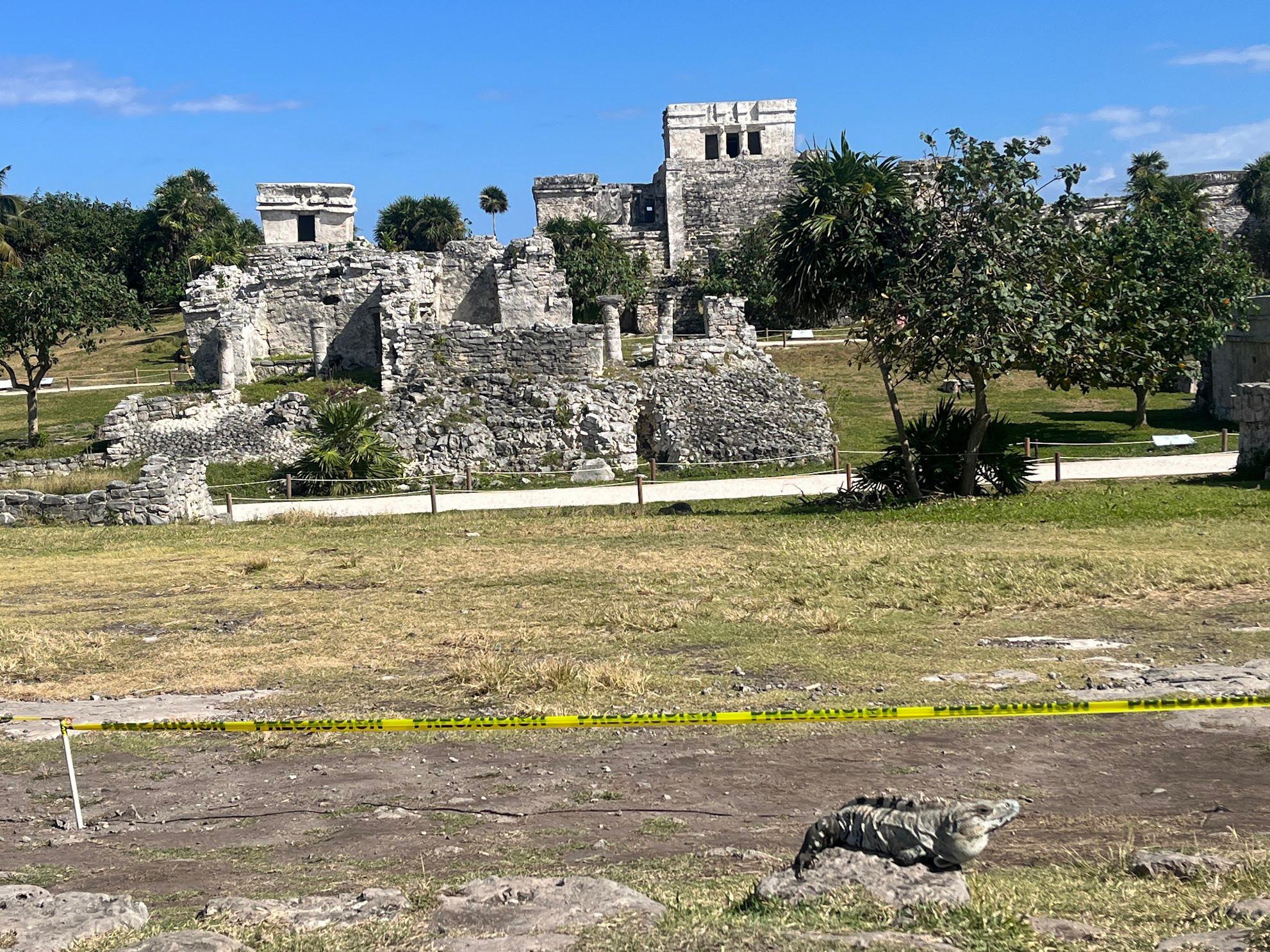 tulum ruin and iguana