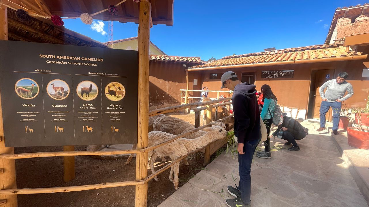 chinchero feeding apalca